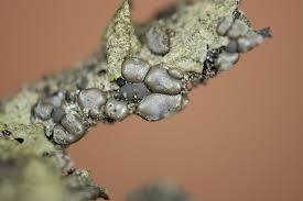 Attēlu rezultāti vaicājumam “Dianema depressum”