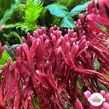 Attēlu rezultāti vaicājumam “Comatricha fragilis macro”