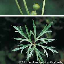 Attēlu rezultāti vaicājumam “Ranunculus acris leaf”
