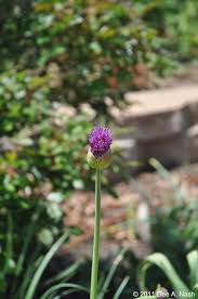 Attēlu rezultāti vaicājumam “Allium holandicum bud”