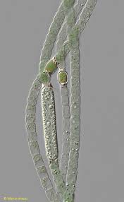 Attēlu rezultāti vaicājumam “Diderma subincarnatum sessile”