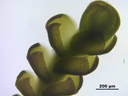 Attēlu rezultāti vaicājumam “Anastrophyllum minutum”