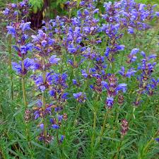 Attēlu rezultāti vaicājumam “Dracocephalum ruyschiana”