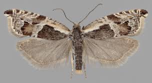 Attēlu rezultāti vaicājumam “Ancylis myrtillana”