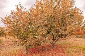 Attēlu rezultāti vaicājumam “Crataegus monogyna”