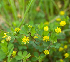 Attēlu rezultāti vaicājumam “Trifolium dubium fruit”