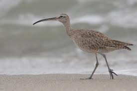 Image result for Numenius hudsonicus