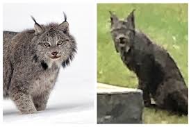 Afbeeldingsresultaat voor lynx