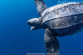 Image result for Dermochelys coriacea