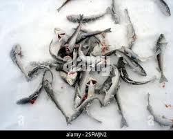 Image result for Boreogadus saida