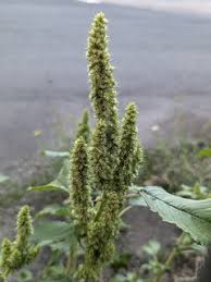 Attēlu rezultāti vaicājumam “Amaranthus retroflexus flower”