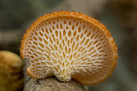 Attēlu rezultāti vaicājumam “Polyporus”