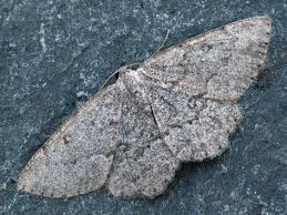 Attēlu rezultāti vaicājumam “Charissa ambiguata”