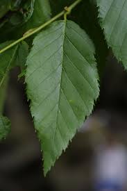 Attēlu rezultāti vaicājumam “Betula alleghaniensis leaf”