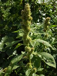 Attēlu rezultāti vaicājumam “Amaranthus retroflexus”