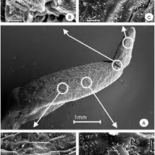 Attēlu rezultāti vaicājumam “Buxbaumia viridis sporophyte”