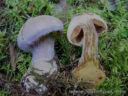 Attēlu rezultāti vaicājumam “Cortinarius traganus”