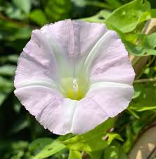 Attēlu rezultāti vaicājumam “Calystegia sepium flower”