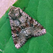 Attēlu rezultāti vaicājumam “Apamea sordens”