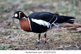 Attēlu rezultāti vaicājumam “Branta ruficollis adult”