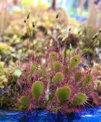 Attēlu rezultāti vaicājumam “Drosera x obovata”