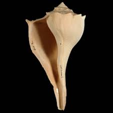 Image result for Sinistrofulgur perversum