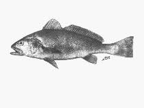 Image result for Argyrosomus inodorus