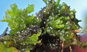 Attēlu rezultāti vaicājumam “Riccardia chamaedryfolia”