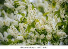 Attēlu rezultāti vaicājumam “Padus avium leaf”