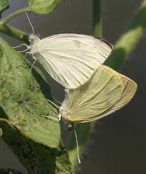 Attēlu rezultāti vaicājumam “Pieris rapae male”
