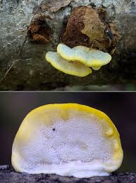 Attēlu rezultāti vaicājumam “Antrodiella serpula”