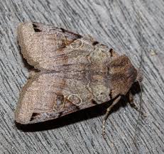 Attēlu rezultāti vaicājumam “Agrochola litura imago”