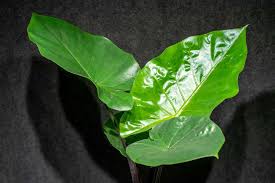 Attēlu rezultāti vaicājumam “Cephaloziella elachista macro”