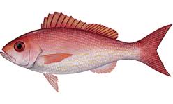 Image result for Rhomboplites aurorubens