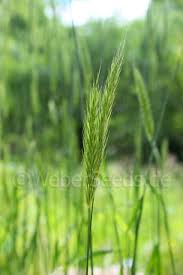 Attēlu rezultāti vaicājumam “Hordelymus europaeus”