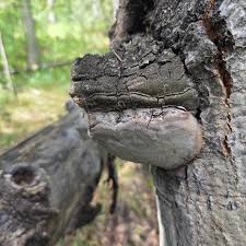 Attēlu rezultāti vaicājumam “Phellinus tremulae”