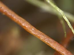 Attēlu rezultāti vaicājumam “Tetraphis pellucida sporophyte”