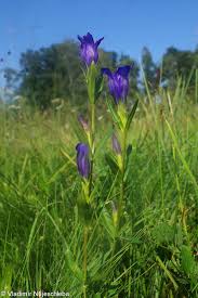 Attēlu rezultāti vaicājumam “Gentiana pneumonanthe”