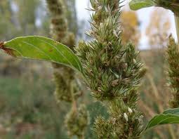 Attēlu rezultāti vaicājumam “Amaranthus retroflexus flower”
