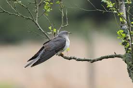 Attēlu rezultāti vaicājumam “Cuculus canorus juvenile”