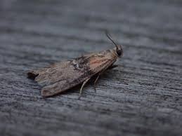 Attēlu rezultāti vaicājumam “Sciota adelphella”