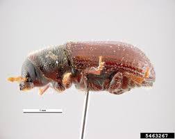 Attēlu rezultāti vaicājumam “Tomicus minor”