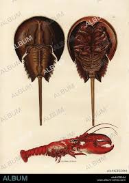 Image result for Limulus polyphemus