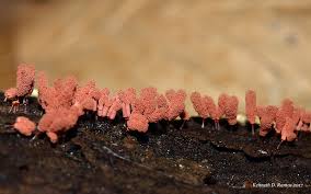 Attēlu rezultāti vaicājumam “Arcyria minuta stalked”