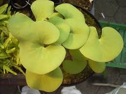 Attēlu rezultāti vaicājumam “Utricularia minor leaf”