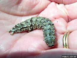 Attēlu rezultāti vaicājumam “Catocala pacta”