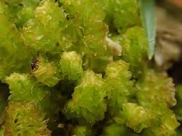 Attēlu rezultāti vaicājumam “Barbilophozia lycopodioides macro”