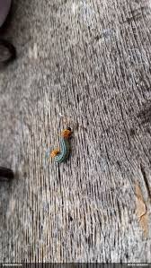 Attēlu rezultāti vaicājumam “Nematus salicis”