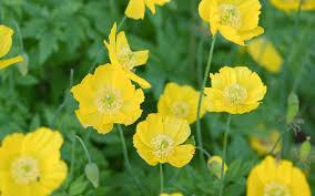 Image result for Scheinmohn