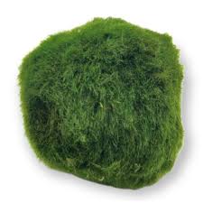 Imagini pentru Cladophora aegagropila